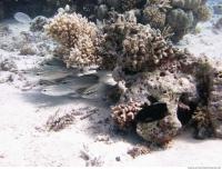 Coral fish 3
